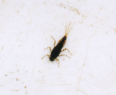 マダラカゲロウ属のなかま