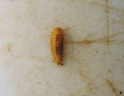 マルヒゲナガハナノミ属のなかま