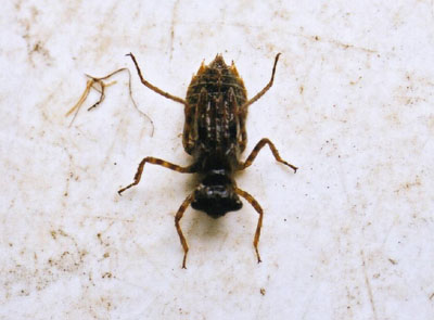 マユタテアカネ