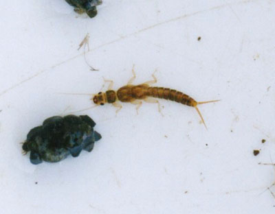 ミドリカワゲラ科のなかま