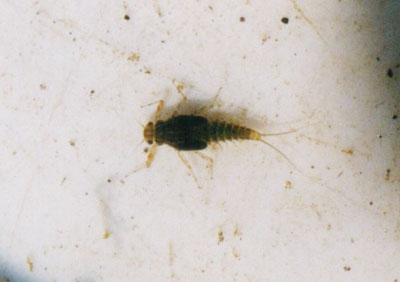 ミジカオフタバコカゲロウ