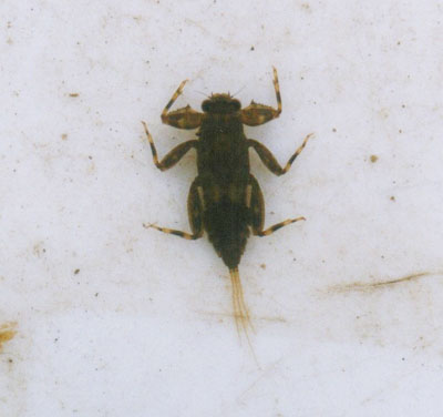 ミツトゲマダラカゲロウ