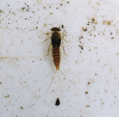 ミヤマタニガワカゲロウ属のなかま