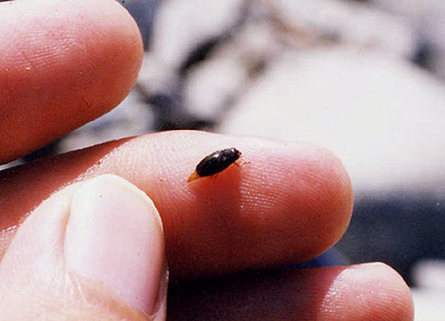 ミズスマシ科のなかま