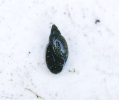 モノアラガイ科のなかま