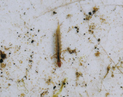 ナガレトビケラ属のなかま