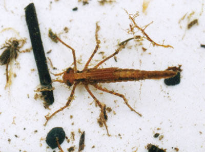 ニシカワトンボ