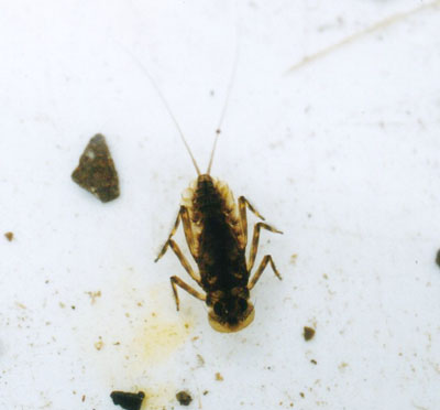 オナガヒラタカゲロウ