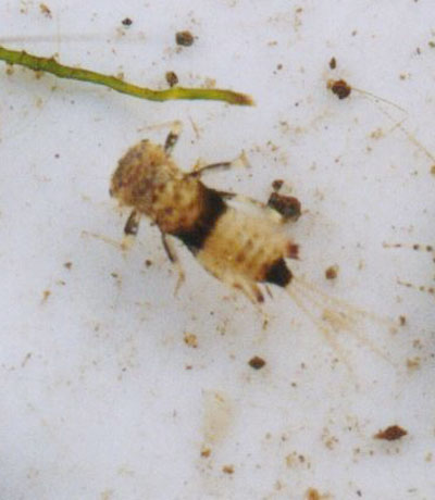 オニヒメタニガワカゲロウ