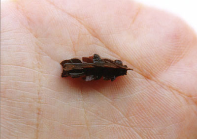 オオカクツツトビケラ