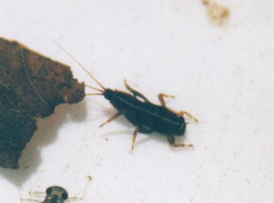 オオクママダラカゲロウ