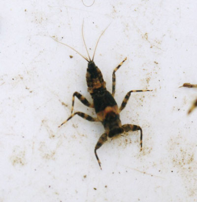 オオマダラカゲロウ