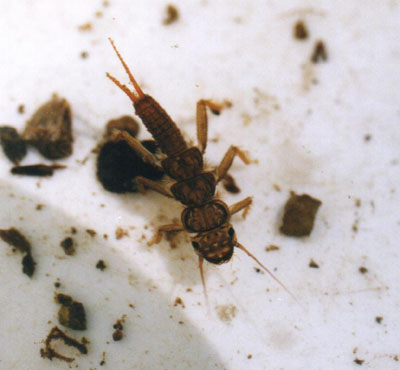 オオヤマカワゲラ