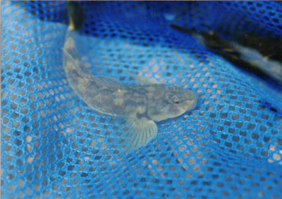 オオヨシノボリ