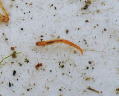 オレンジ色のユスリカ科のなかま