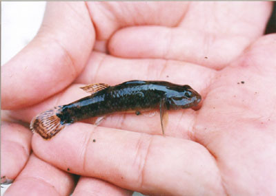 ルリヨシノボリ