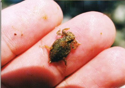 サナエトンボ科のなかま