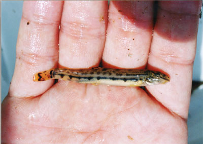 シマドジョウ属のなかま