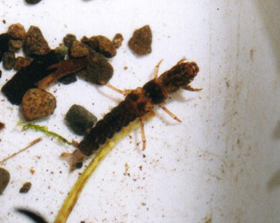 シマトビケラ属のなかま