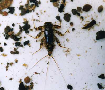 シロタニガワカゲロウ