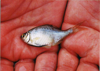 タイリクバラタナゴ