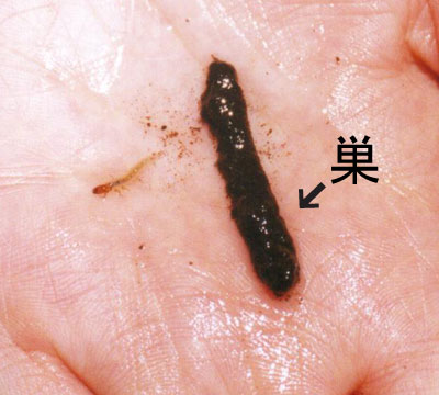 タニガワトビケラ属のなかま