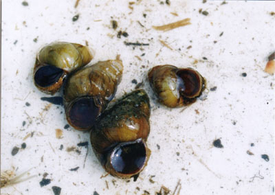 タニシ科のなかま