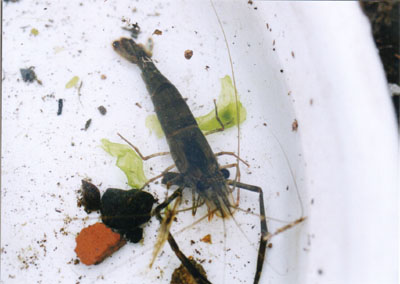 テナガエビ科のなかま