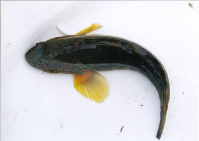 チチブ属のなかま