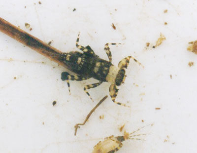 トゲマダラカゲロウ属のなかま