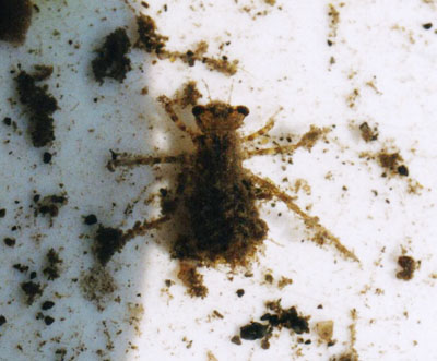 トンボ科のなかま