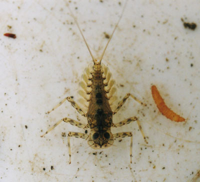 ウエノヒラタカゲロウ