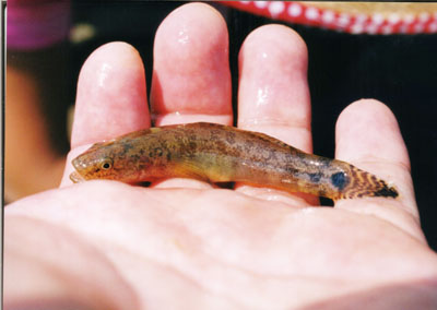 ウキゴリ属のなかま