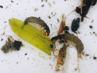 ウルマーシマトビケラ