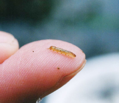 ウスバヒメガガンボ属のなかま