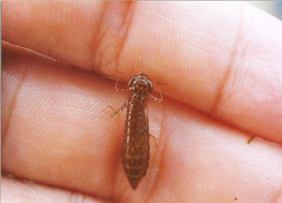 ヤンマ科のなかま