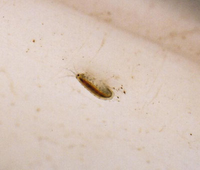 ヨコエビ類のなかま