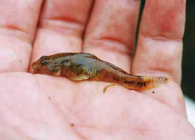 ヨシノボリ属のなかま