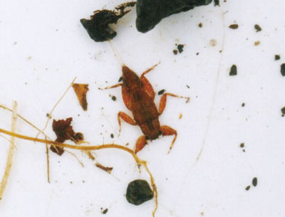 ヨシノマダラカゲロウ