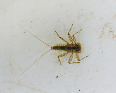 ユミモンヒラタカゲロウ