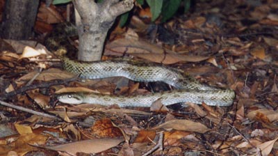 アオダイショウ