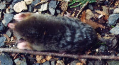 モグラのなかま