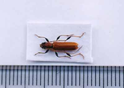 アメイロカミキリ