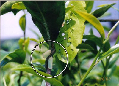 アオバハゴロモ