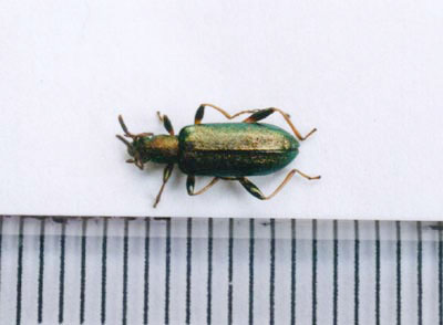 アオハムシダマシ