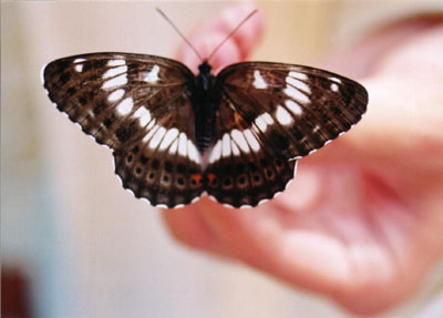 アサマイチモンジ