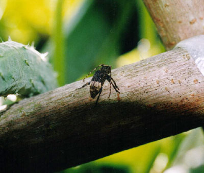 アトジロサビカミキリ