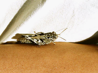 バッタ科のなかま（２）