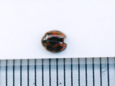 ベダリアテントウ