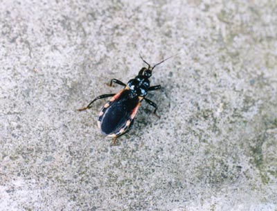 ビロウドサシガメ